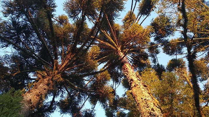 Audiência pública debateu o manejo da Floresta Ombrófila Mista e o o adensamento para o plantio da erva-mate. Foto Toninho Anhaia