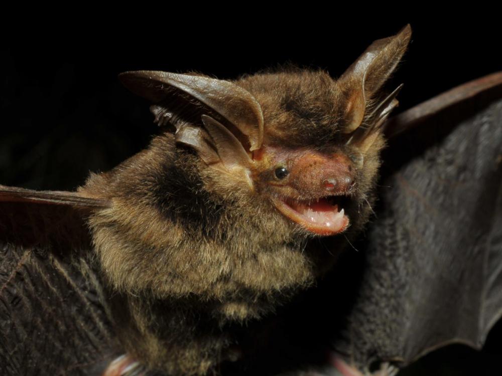 Localizado inicialmente em uma área costeira de Santa Catarina, o morcego agora foi encontrado em uma floresta de araucárias no Sudoeste do Paraná. Fotos: Vinícius C. Cláudio/Fiocruz/Promasto