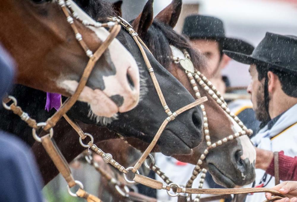 Cavalo Crioulo - Crédito Fagner Almeida Divulgação