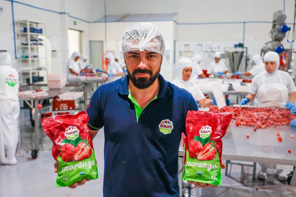 Com Indicação Geográfica, morango do Norte Pioneiro impulsiona renda de pequenos produtores. Na foto, Osni Baum, proprietário da Baum Fruit. Foto: Gabriel Rosa/AEN