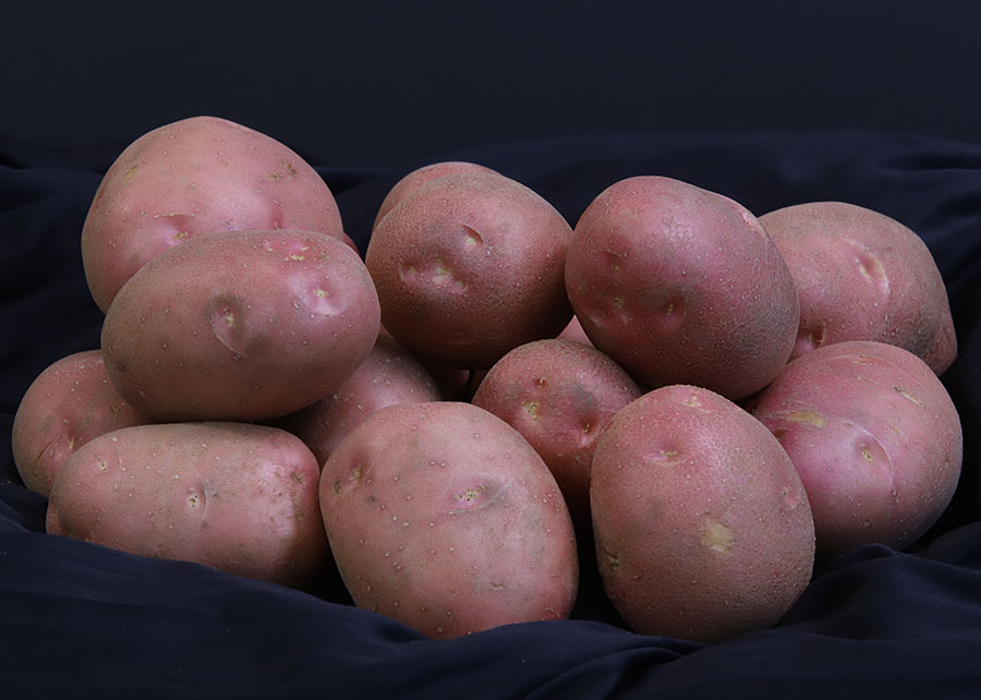  O desenvolvimento de uma variedade de casca vermelha buscou atender às demandas de consumo da região, onde a preferência é por batatas dessa cor. Foto: Paulo Lanzetta