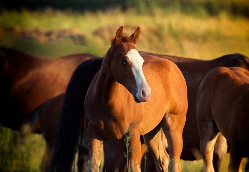 Criadores devem se atentar aos cuidados a fim de gerar um animal com bom desenvolvimento dos tendões, ossos e músculos. Foto divulgação Guabi Nutrição e Saúde Animal