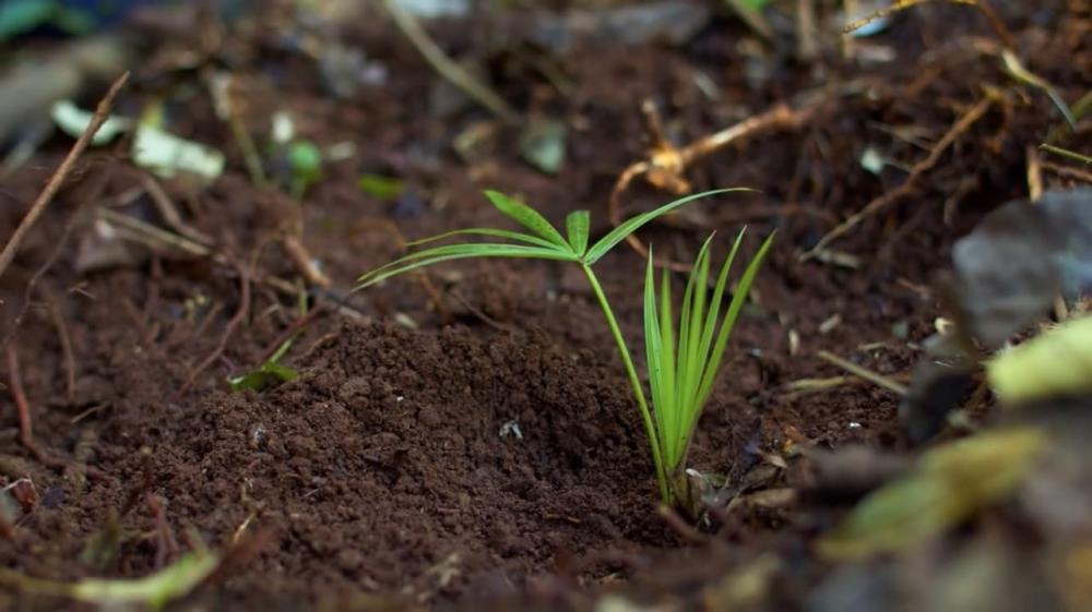 Muda de palmeira Juçara, plantada no Parque Muhda, em Ribeirão da Ilha, em Florianópolis (SC). Crédito: Acervo Instituto Muhda