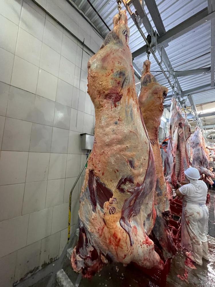 O abate de bovinos alcançou um novo recorde: foram 8,93 milhões de cabeças no trimestre. Foto Boi Barão.