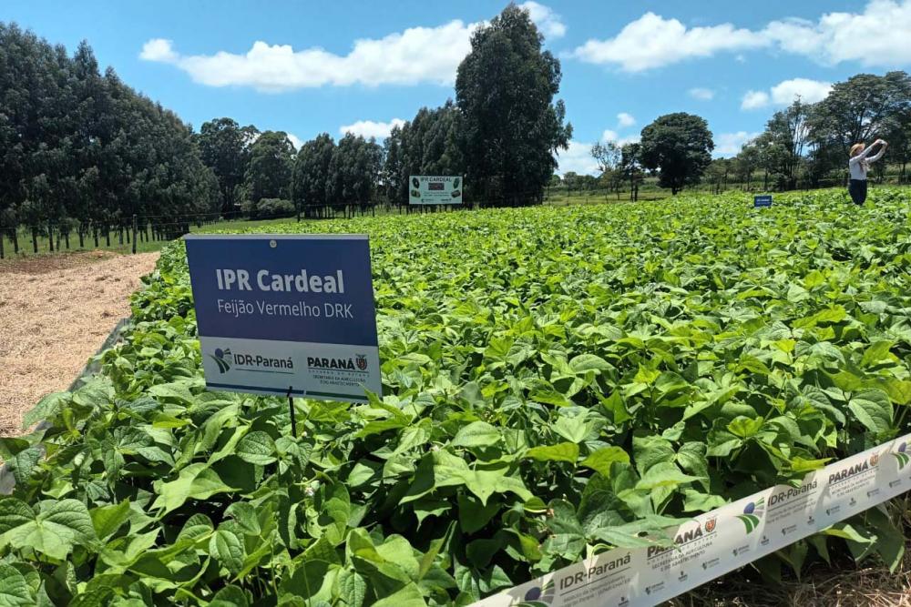 IDR-Paraná lança nesta terça-feira nova cultivar de feijão em Pato Branco Foto: Evandro Fadel/SEAB-PR
