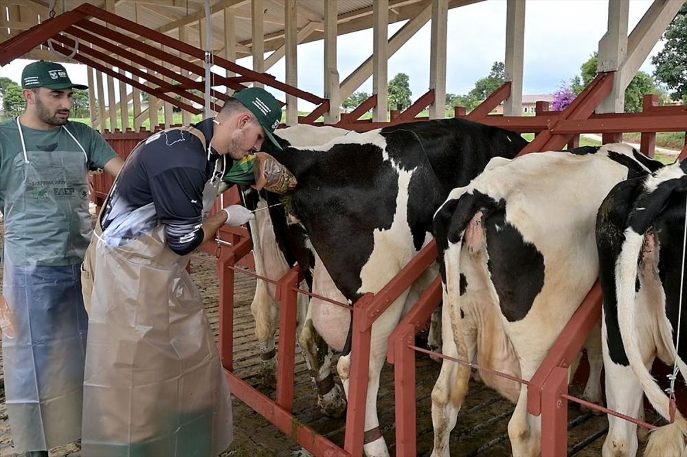 Centro de Treinamento para Pecuaristas (CTP), traz de volta o curso de inseminação artificial em bovinos de leite. Uma jornada de conhecimento alinhada ao bem-estar animal e aos padrões essenciais para impulsionar a produção sustentável. Fotos Toninho Anh
