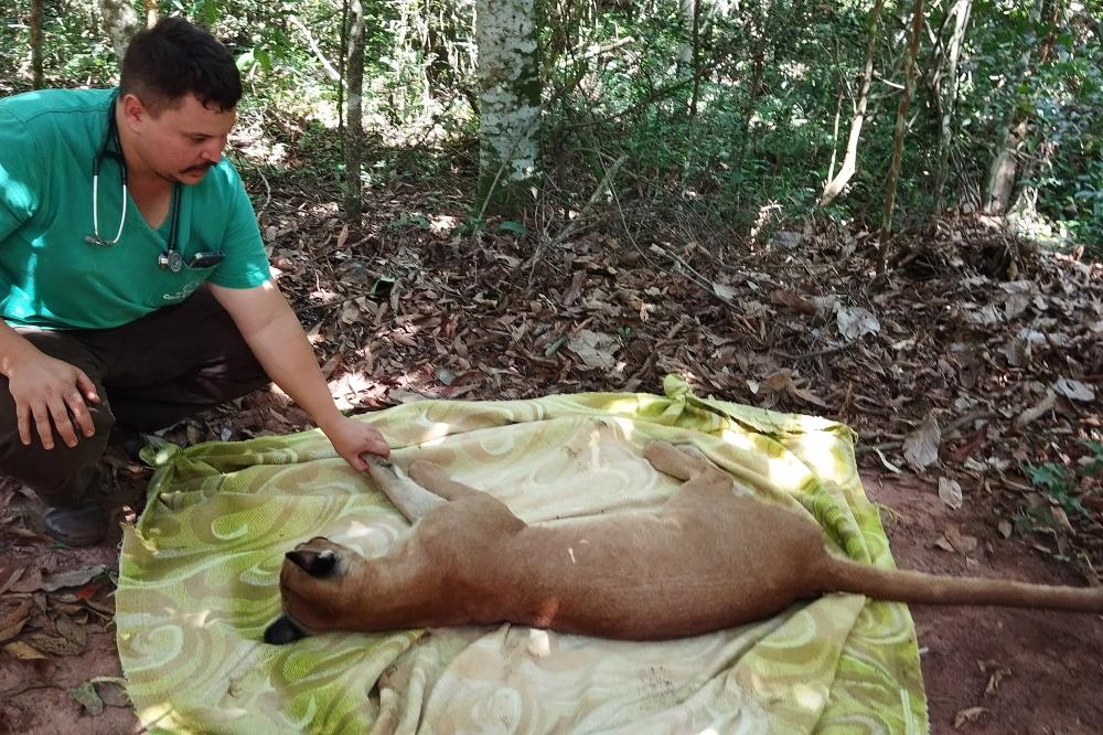 Após uma bateria de exames, a onça-parda foi devolvida ao seu habitat natural. Foto: IAT-Cianorte