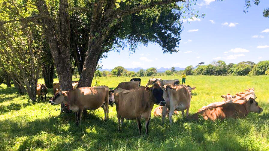 Aproveitar a sombra em posição deitada é um comportamento que demonstra que a vaca leiteira está confortável. Na foto, momento da pesquisa sobre conforto térmico em sistemas silvipastoris. Foto: Matheus Deniz/UFPR/PPGZ/Acervo