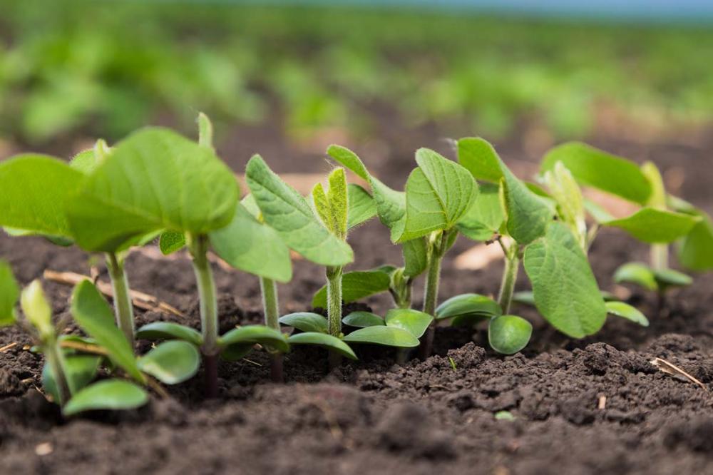 As temperaturas no Brasil ficaram acima da média histórica nos meses de julho a novembro deste ano. Além disso, o fenômeno climático El Niño deve durar pelo menos até abril de 2024, portanto, é fundamental que os agricultores busquem alternativas para pro