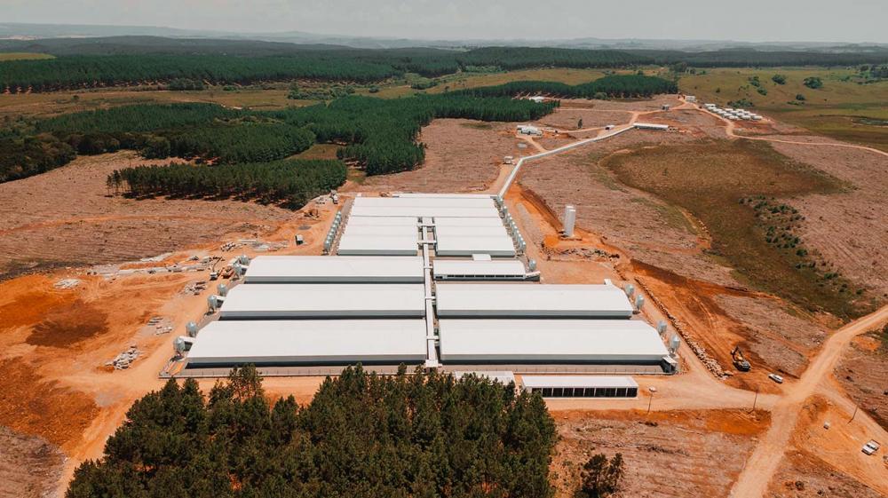 Granja núcleo terá capacidade para alojar mais de mil bisavós Topigs Norsvin