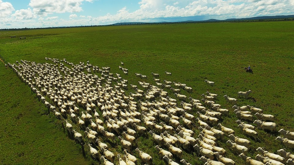 Criadores serão orientados na realização do planejamento da pastagem a fim de se prepararem para o segundo semestre de 2024, período que é esperada alta no ciclo pecuário. Crédito: Fotografia - Jmmatos.