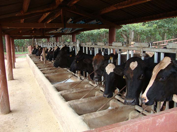 A necessidade da vaca para produção consiste na exigência nutricional e esta depende do peso vivo, quantidade de leite produzida, estágio de lactação e estado fisiológico.