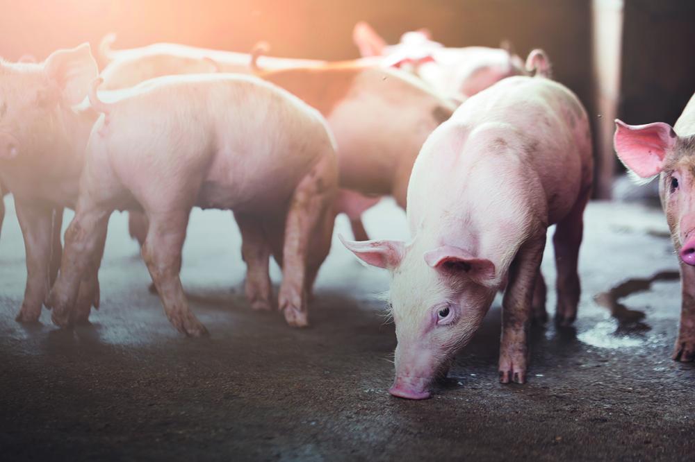 Apesar de melhoras tímidas em 2023, produtores continuam freando investimentos para fechar as contas. Mercado externo não trouxe alento ao setor