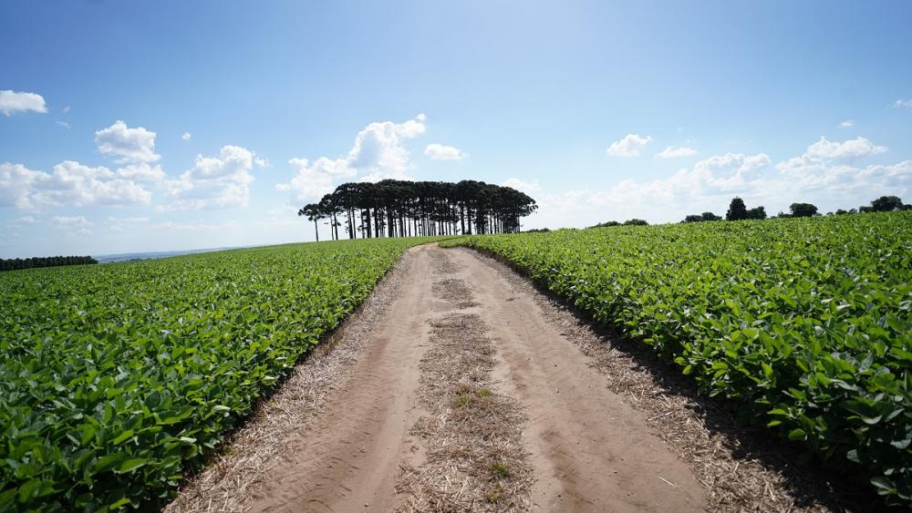 Chuvas em excesso no Paraná devem influenciar a média da região nesta safra, porém estimativa é que produtores colham 69 sacas por hectare Crédito das fotos: Rafael Piotto.