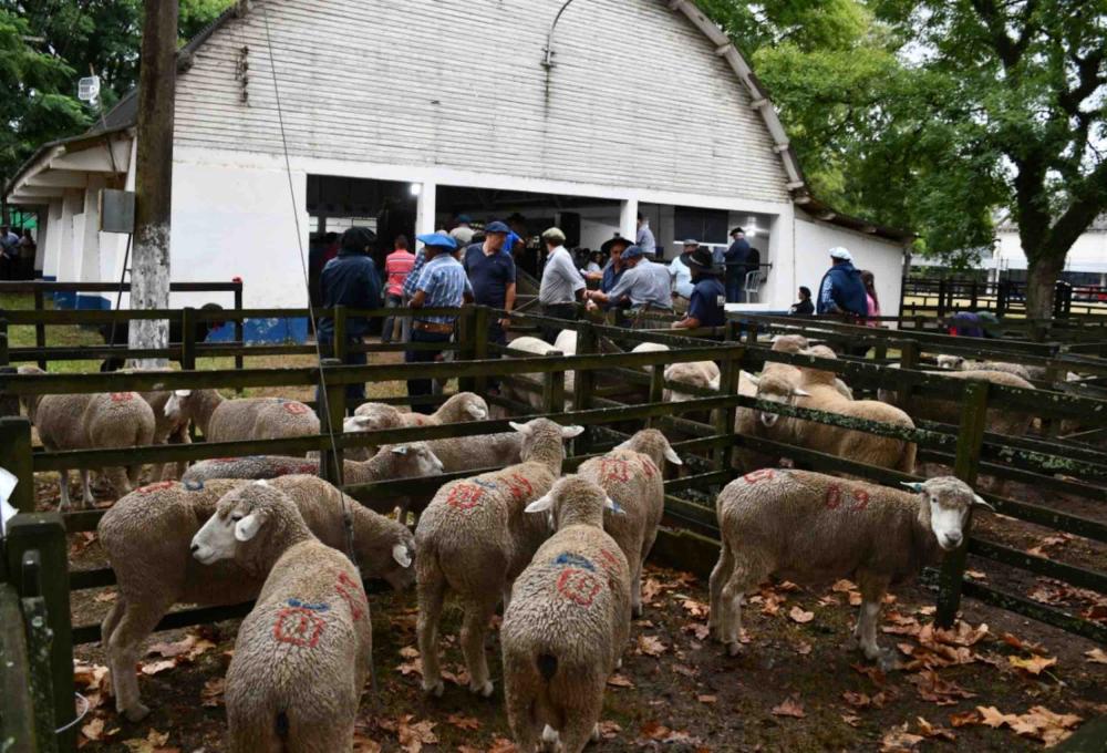 Eventos realizados em municípios do interior destacam genética e negócios e atraem criadores de ovinos do país