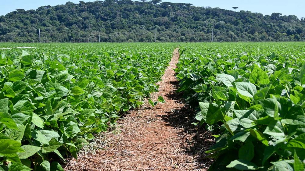 Cerca de 87% dos fertilizantes utilizados pela agricultura brasileira vêm do exterior. País se movimenta para reduzir dependência externa, com programas e projetos de lei. Foto Toninho Anhaia.