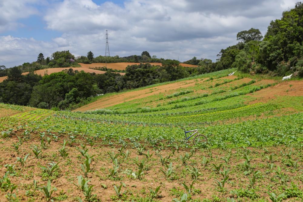 Paraná é o campeão brasileiro de orgânicos Foto: SETI