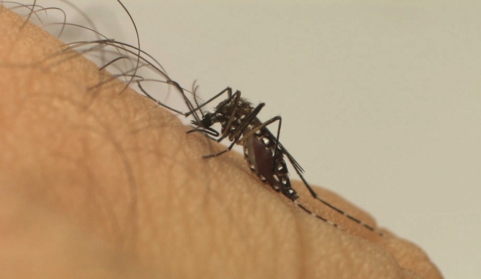 Avanço dos casos de dengue deve ser freado com a chegada da nova vacina Foto: Fiocruz/Divulgação