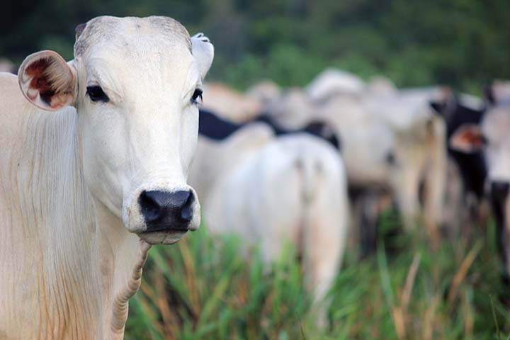O pecuarista inserido no SISBOV, a arroba do gado abatido que atende às especificações para exportação ao mercado europeu tem valorização imediata.