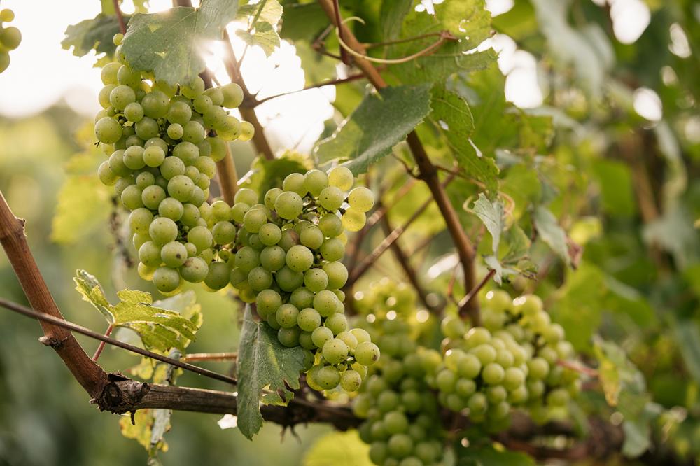 Chardonnay (foto), Pinot Noir e Malvasia de Cândia e variedades de uva para suco já estão recebidas nas três unidades da Aurora, em Bento Gonçalves. Anderson Pagani/Cooperativa Vinícola Aurora 