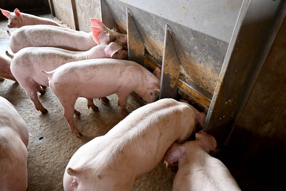 A programação engloba seis cursos que serão realizados ao longo de todo o ano, e acontecem em mais de uma edição, com datas diversificadas para melhor atender a agenda dos profissionais. Foto Toninho Anhaia.