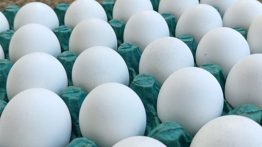 O Japão foi o grande comprador internacional dos ovos produzidos no Brasil, com total de 10,3 mil toneladas em 2023 - número 848,5% superior ao registrado no ano anterior. Foto Toninho Anhaia.