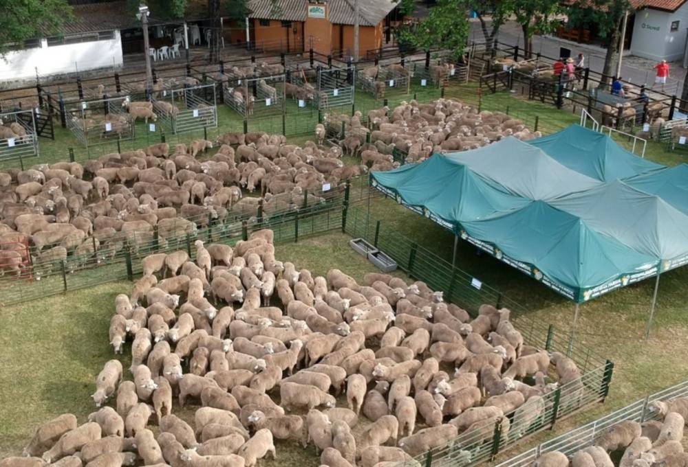Foto: Agrovídeo/Divulgação