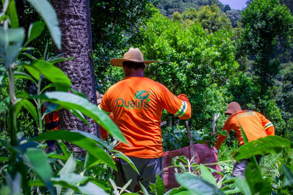 Projeto de erva mate orgânica financiado pelo BRDE expande fronteiras e recebe certificações internacionais Foto: BRDE
