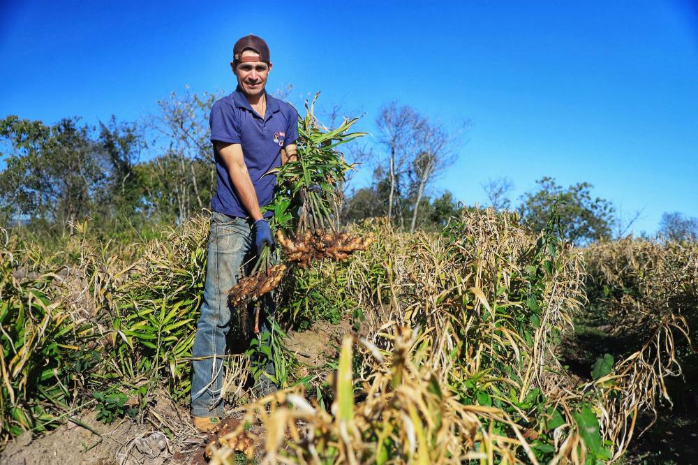 -Gengibre e inhame impulsionam a agricultura familiar em Tamarana, na Região Norte Foto: José Fernando Ogura