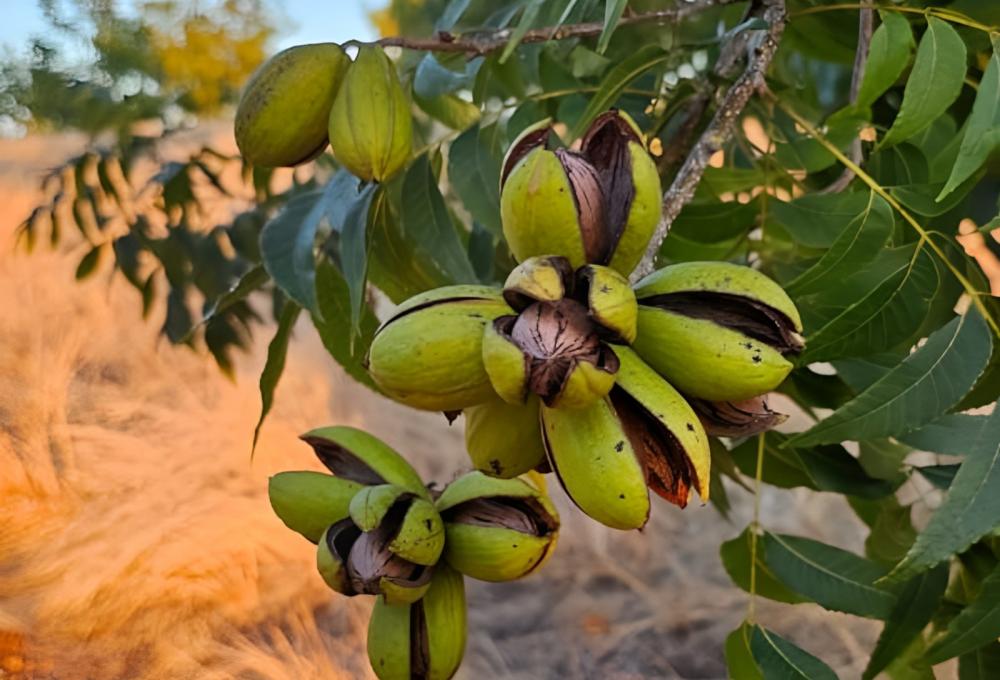 Produção de noz-pecã deve ser impactada pelo excesso de chuvas durante polinização. Foto divulgação