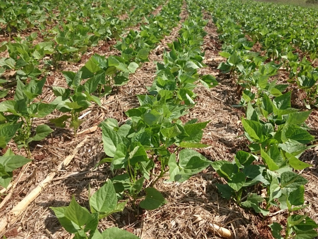 Bons preços estão motivando a intenção de plantio. Foto Epagri