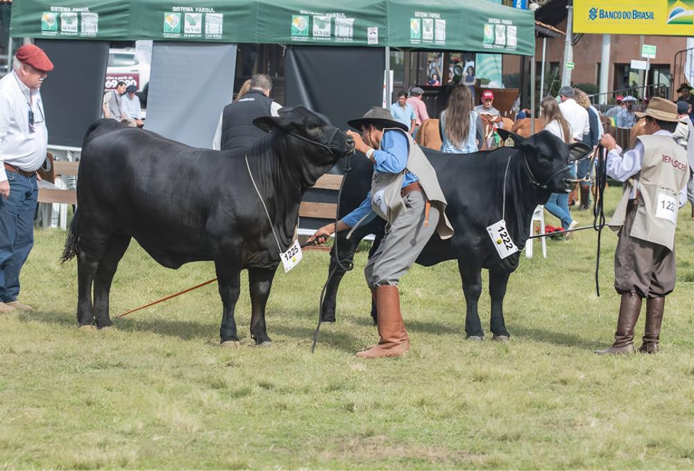 Evento que vai comemorar os 50 anos do Programa de Melhoramento de Bovinos de Carne será realizado de três a sete de julho no Parque da Associação Rural do município Foto: Arquivo ABB