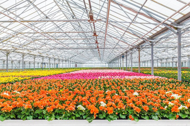 Consenso entre Mapa, Ibama e Anvisa decidiram que, no caso de plantas ornamentais, a recomendação será para o grupo de flores, podendo ser usado em qualquer cultura no âmbito daquele grupo. 