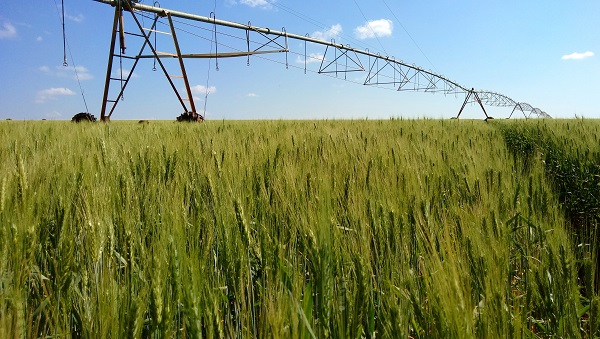 Na Bahia o trigo é plantado em sistema irrigado, em rotação com a soja, o milho ou o algodão sob pivô, cultivos voltados à produção de sementes ou plumas, respectivamente. Nesses sistemas, o trigo atua quebrando ciclos de pragas e doenças, além de reduzi