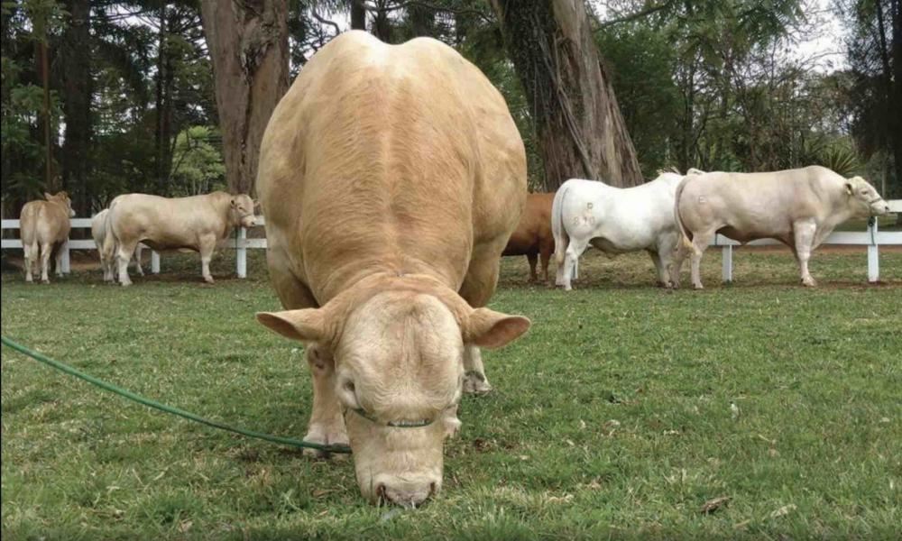 O Purunã é resultado de décadas de pesquisa do Instituto. A raça foi desenvolvida a partir do cruzamento de outras quatro raças: Caracu, Canchim, Aberdeen Angus e Charolês. Foto Toninho Anhaia.
