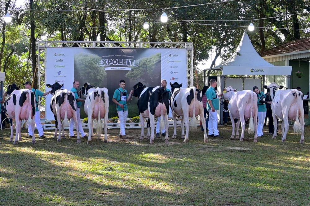 Tradicional feira do gado holandês alterou as datas para se adequar ao calendário nacional das feiras agropecuárias. Fotos Toninho Anhaia.