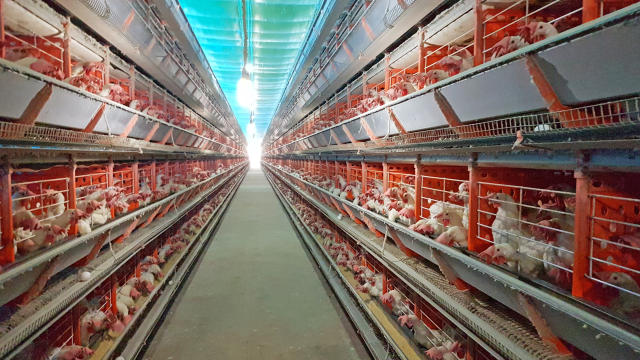 A eficiência nutricional proporciona ovos com maior qualidade para o mercado, além de interferir diretamente na rentabilidade da granja. Crédito: Paulo Giovani