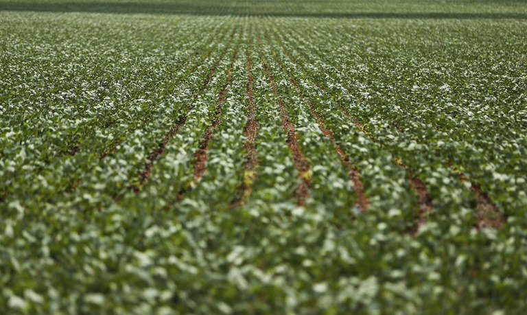 Ferrugem asiática pode causar graves perdas na produtividade. Foto: Marcelo Camargo/Agência Brasil