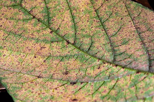 Folha de soja com ferrugem. Foto Embrapa