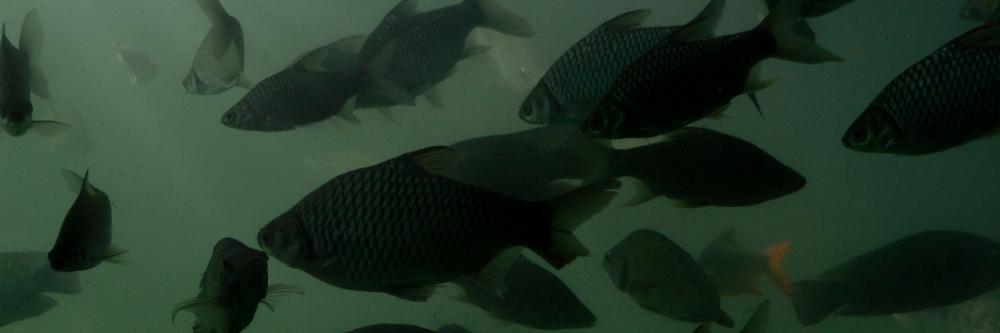 Compra do pescado congelado do país asiático ameaça a cadeia produtiva e gera revolta das entidades do setor. Paraná é o maior produtor nacional da espécie