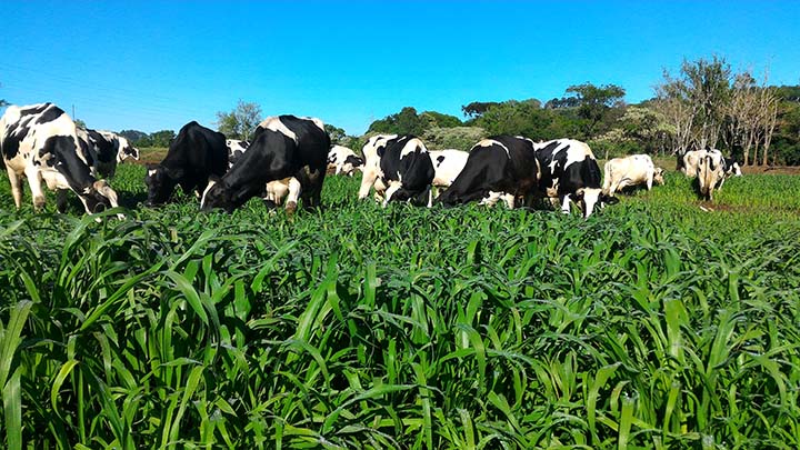 O Valente é o primeiro híbrido de milheto forrageiro produzido no Brasil, desenvolvido exclusivamente pelo Grupo Atto.