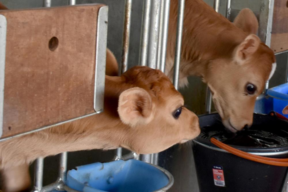 Os bezerros têm que receber o consumo de água, desde o primeiro dia de vida, mas infelizmente muitos produtores só colocam água na segunda ou terceira semana. Foto Toninho Anhaia