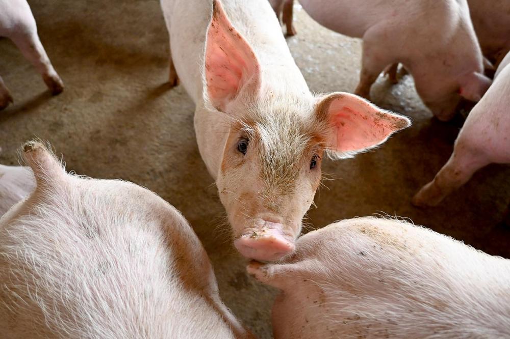 Exportações de carne suína crescem 11,7% em janeiro