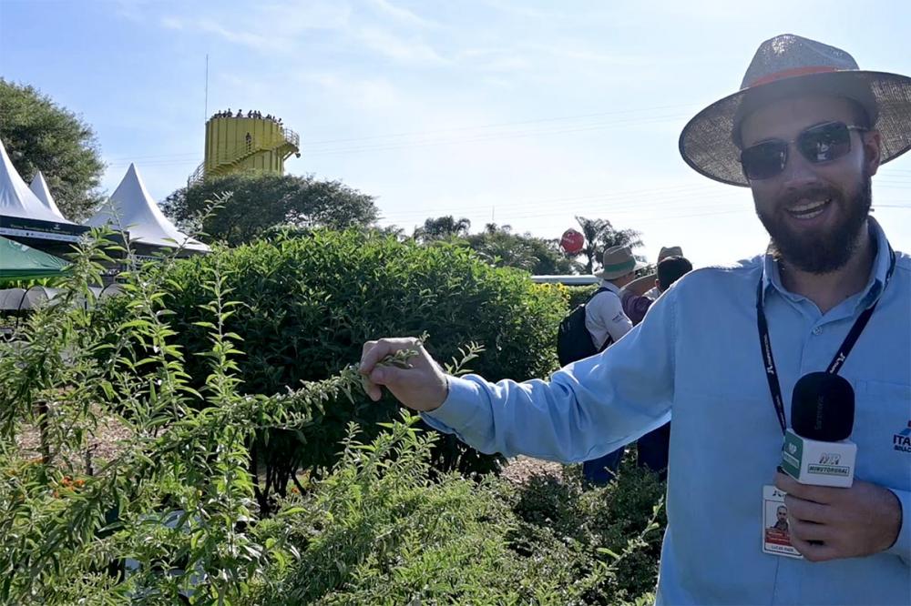 Lucas Mateus Hass, engenheiro agrônomo da Itaipu, apresenta um exemplar de burrito, uma variedade de erva utilizada em conjunto com o tereré para proporcionar sabor, destacando-se pela semelhança de seu aroma com o da menta. Foto de Toninho Anhaia.