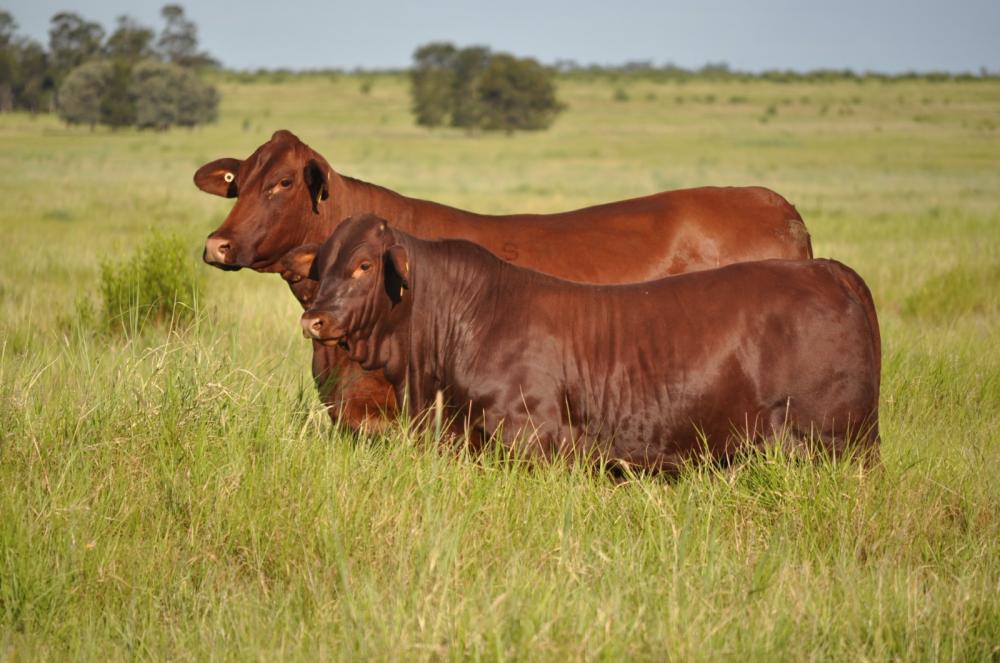Santa Gertrudis. Foto Divulgação
