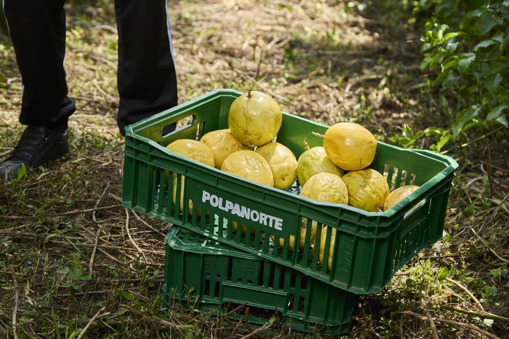 Com garantia de venda, agricultores familiares investem na produção de maracujá Foto: Divulgação Polpanorte