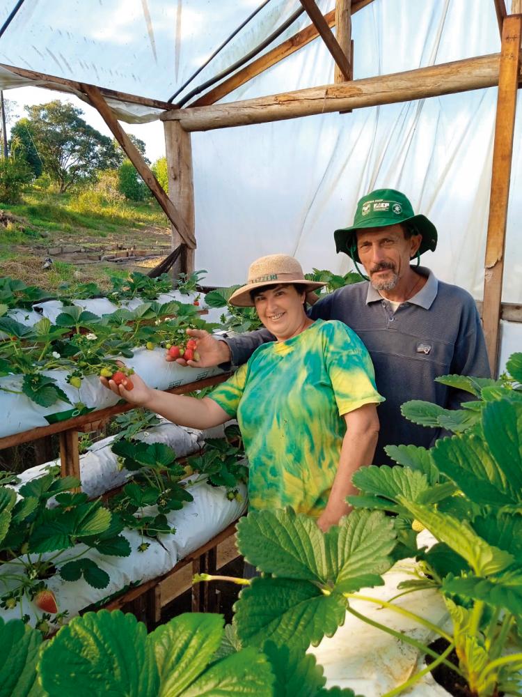 Casal de Arapoti diversifica negócio com produção de morango