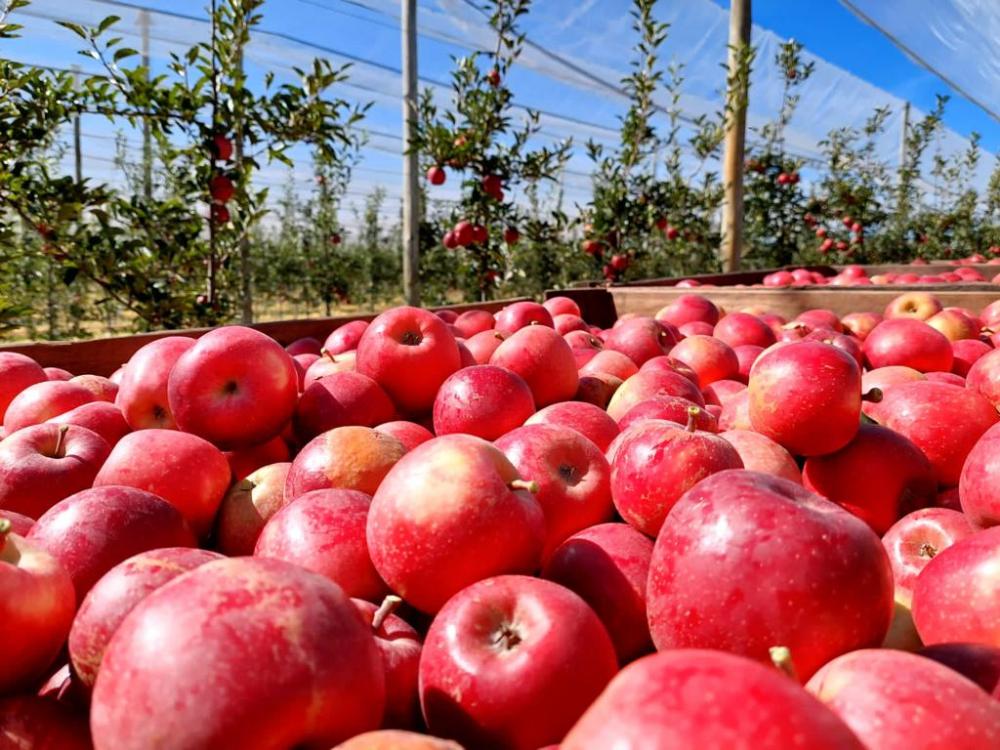 Consolidada no mercado e uma das maiores produtoras da fruta no Brasil, prevê uma colheita com números expressivos e acima da colheita total obtida no último ano