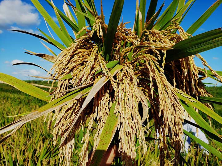 Esta é a primeira vez, que a empresa comercializa sementes híbridas de arroz para atender às necessidades dos agricultores.