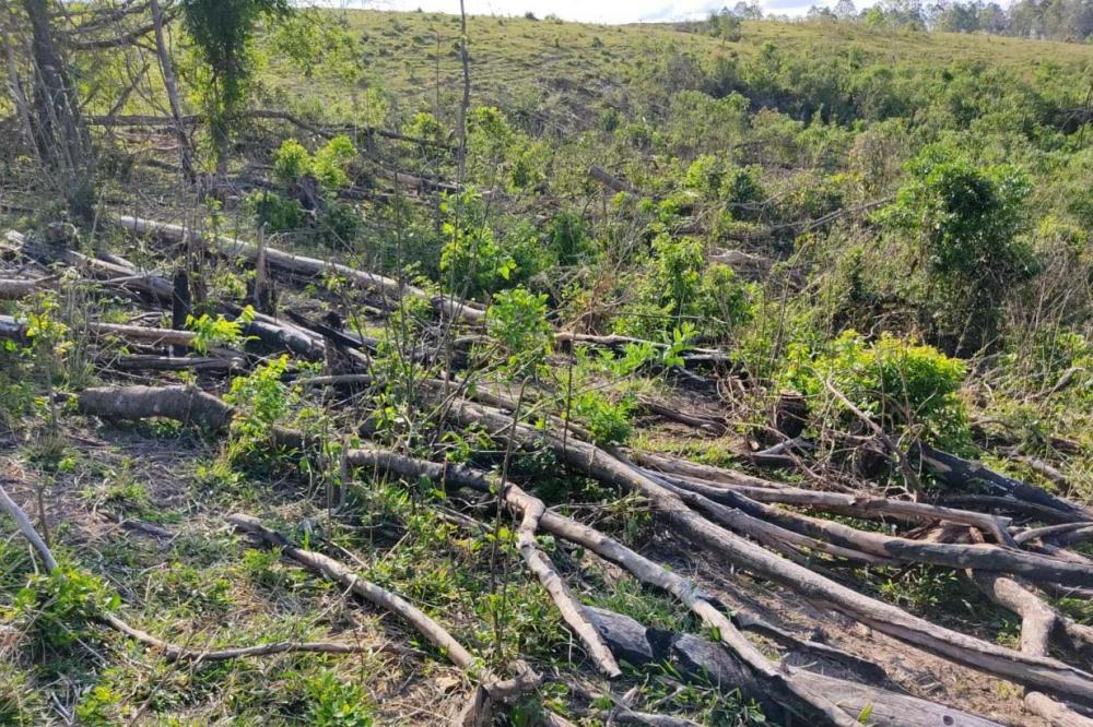 Em São João do Triunfo (PR), onde foi constatada a maior destruição de vegetação, os policiais militares calcularam uma área de 63,83 hectares destruídos pelo corte de árvores e queimadas, que resultaram em uma multa de R$ 665,5 mil ao responsável pelo cr